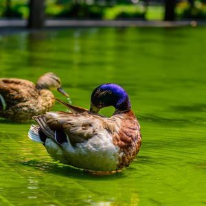 Meet your Posher, Anh nga